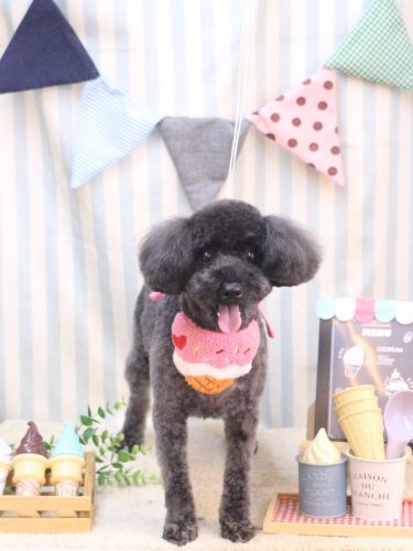 20250516りんちゃん